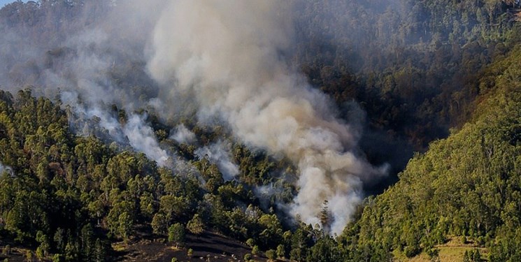حریق جنگلهای نور مهار شد