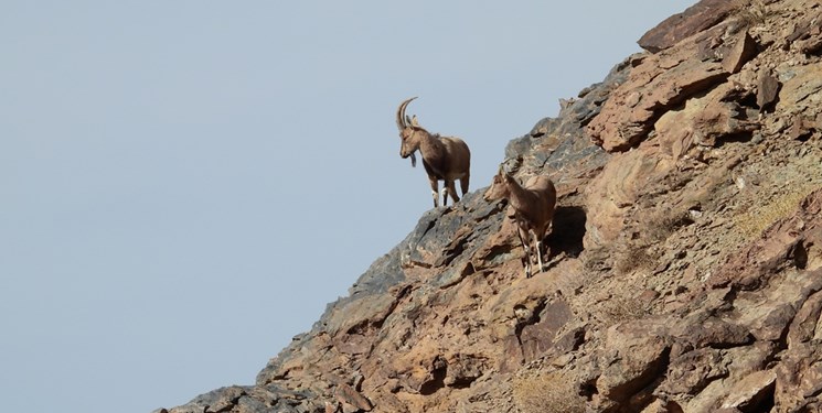 حیات وحش عباسآباد نایین، پناهگاه گونههای در خطر انقراض
