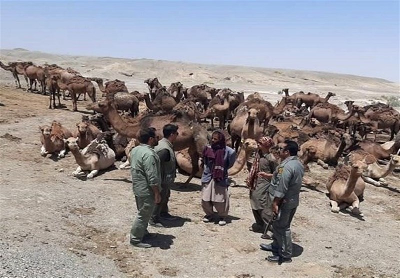 خروج گله 100 نفری شتر از بستر هامون