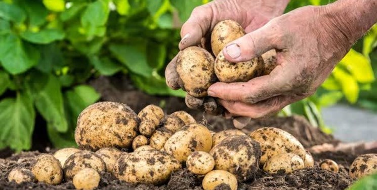 دپوی ۴۰۰ هزار تُن سیبزمینی در انبارهای استان اردبیل