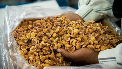 راهاندازی کنسرسیوم صادراتی انجیر استهبان