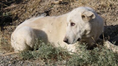 رشد 16 درصدی سگگزیدگی در مازندران