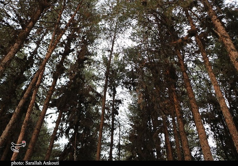 استان کرمان , حمله تروریستی کرمان , شهید , عکس ,