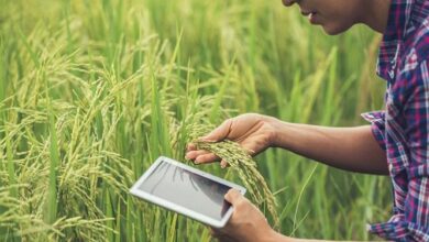 رویای 5 هزار ساله کشاورزان به کمک سربازان محقق میشود؟