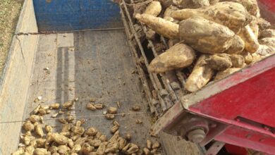 سال آینده ۱۰۰ درصد اراضی چغندر به سیستمهای نوین آبیاری مجهز میشوند