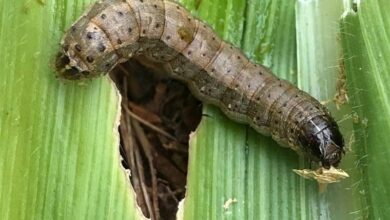 شیوع آفت کرم برگخوار در مزارع استان بوشهر