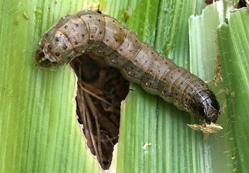 شیوع آفت کرم برگخوار در مزارع استان بوشهر