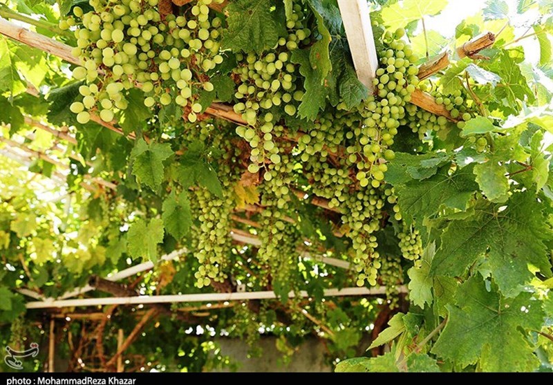 صدور شناسنامه برای 6500 هکتار از باغات قزوین