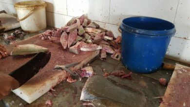 ضعف در زیرساختهای صید و حملونقل تونماهیان