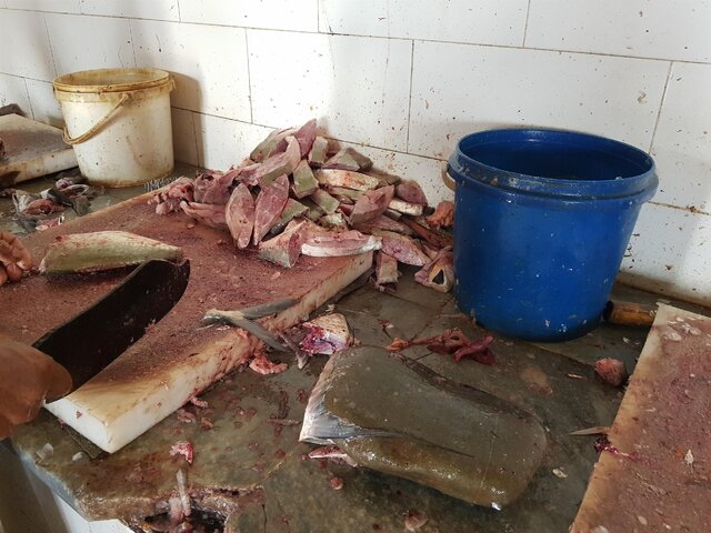 ضعف در زیرساختهای صید و حملونقل تونماهیان