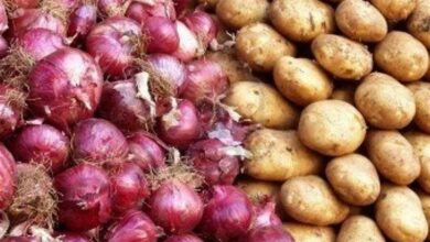 عوارض صادرات پیاز به ۶۰ و گوجه فرنگی ۲۵ درصد کاهش یافت