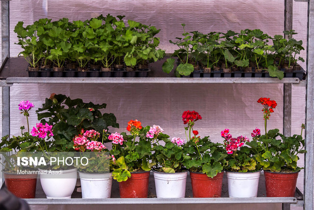 قیمتگل در بازار شکسته شد/فراوانی گلوگیاه داریم