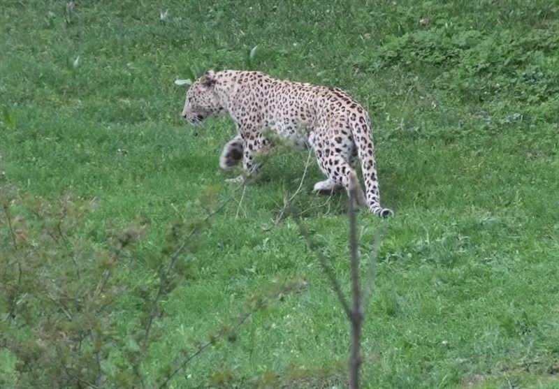 مشاهده 3 قلاده پلنگ در منطقه حفاظتشده ساریگل + فیلم