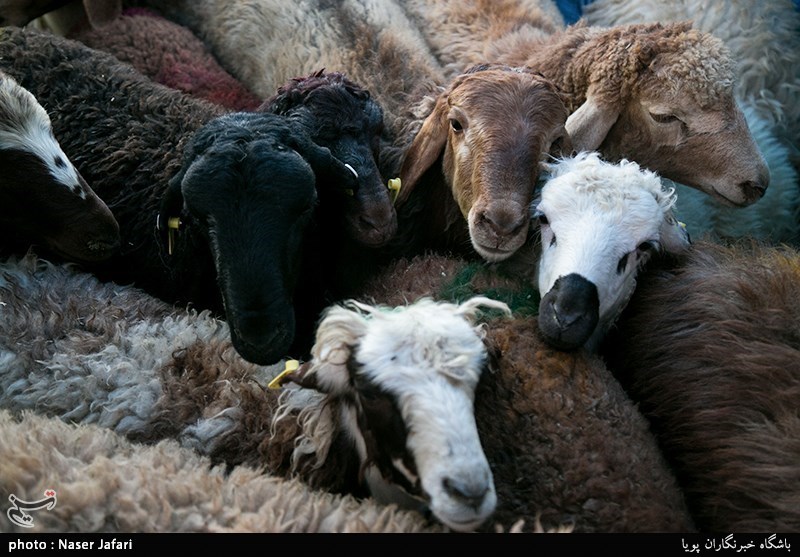 میدان عرضه دام مستقل در کاشان راهاندازی شد/ آغاز ثبتنام کشت قراردادی