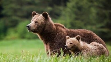 نخستین خرس قهوهای در کوهدشت مشاهده شد