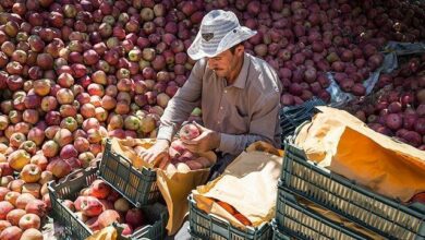 نقش تعاونیهای کشاورزی در کاهش هزینههای دولت