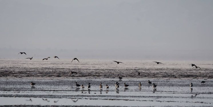 پایش بیماری آنفلوانزای فوقحاد پرندگان در تالاب برم الوان بهمئی