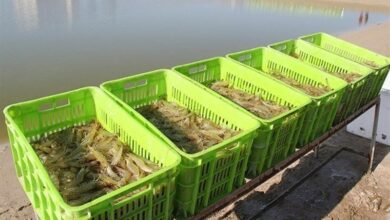 پرداخت 130 میلیارد تومان غرامت به پرورشدهندگان میگو در استان بوشهر