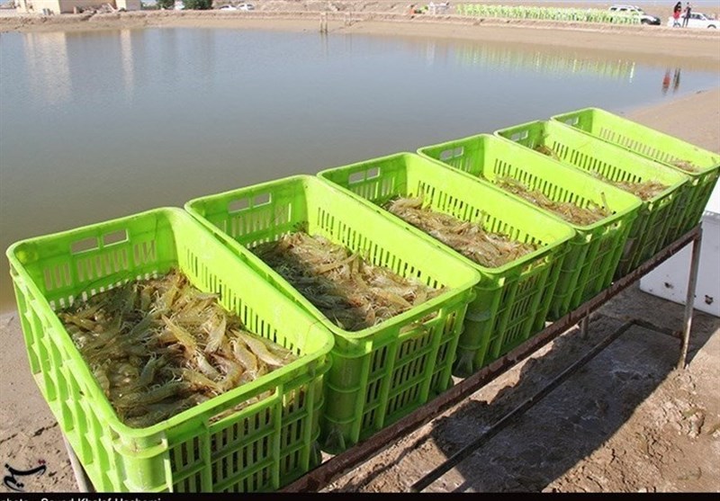 پرداخت 130 میلیارد تومان غرامت به پرورشدهندگان میگو در استان بوشهر