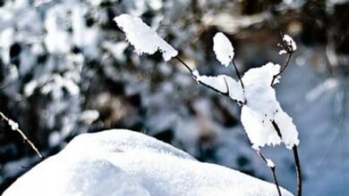 پیشبینی بارش برف در غرب و تندبادهای شدید در شرق کردستان