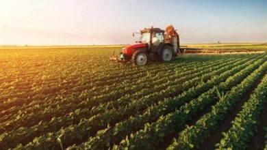 پیشبینی کشت زیره در 150 هکتار از اراضی استان همدان