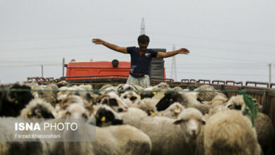 چرایی نوسانات قیمت دام در روزهای اخیر/قیمتها مصنوعی تغییر کرده است