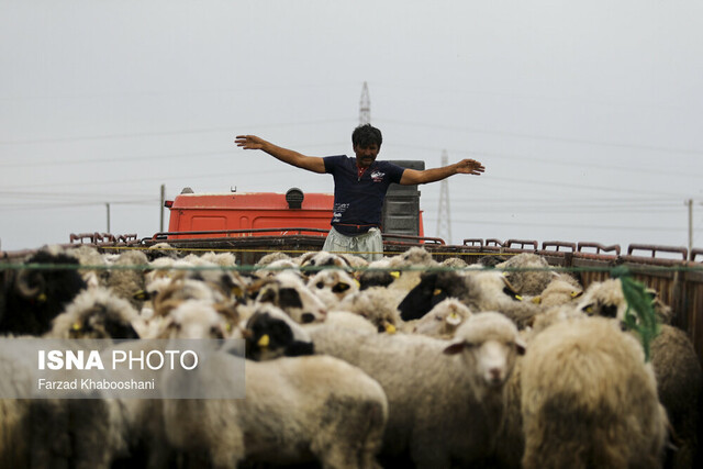 چرایی نوسانات قیمت دام در روزهای اخیر/قیمتها مصنوعی تغییر کرده است