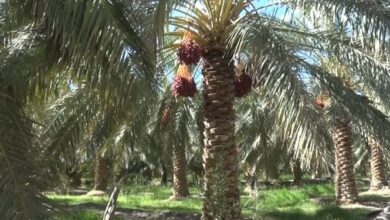 چشم طمع دلالان روی نخلهای شهر، شیرینی خرمای بم به کام کیست