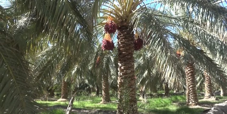 چشم طمع دلالان روی نخلهای شهر، شیرینی خرمای بم به کام کیست