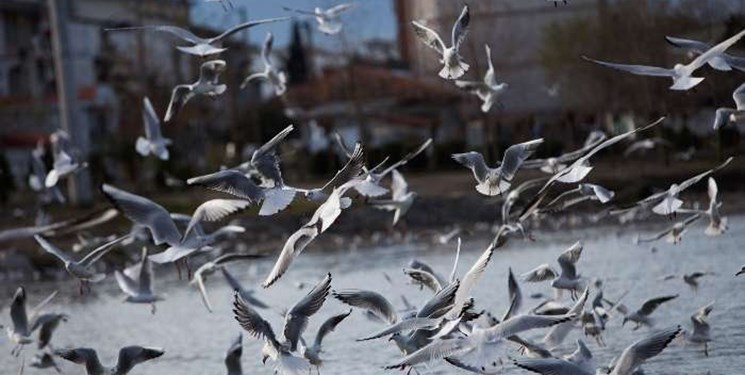 چشمهکیله غرق در ساز و آواز