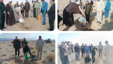 کاشت 20 هزار نهال در 100 هکتار از اراضی ملی دشت سهلآباد نهبندان آغاز شد
