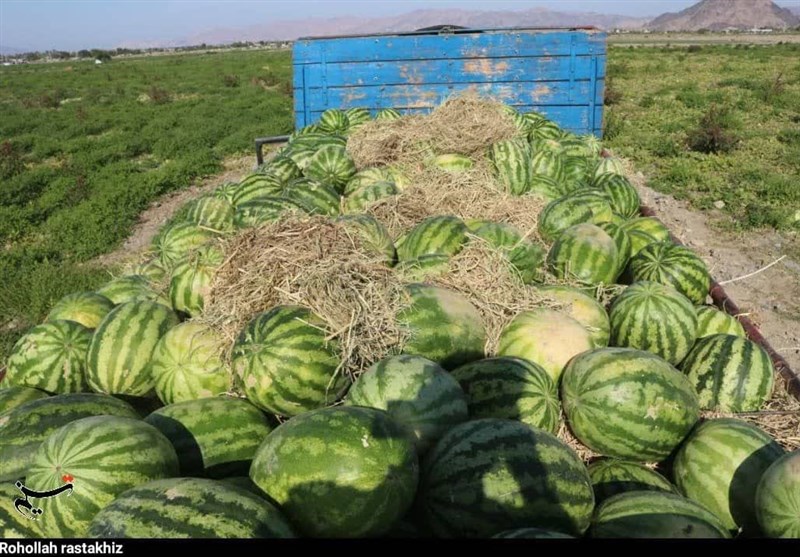 کشت محصولات آببر در قزوین ممنوع شد