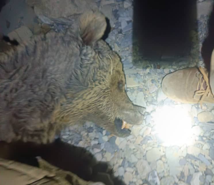 کشف لاشه یک قلاده خرس قهوهای در ارتفاعات کوههای مناطق آزاد چرام + تصاویر