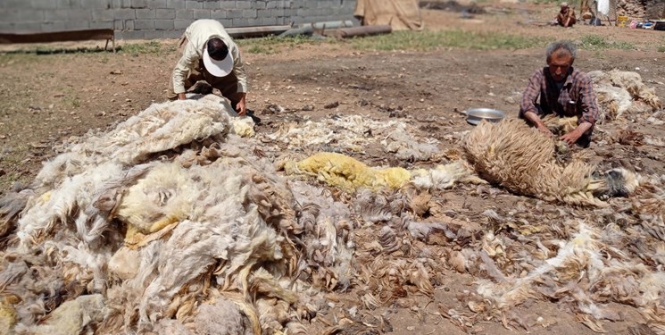 کلاهی که بر سر پشم عشایر میرود