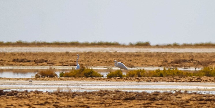 گاوخونی لب تَر کرد