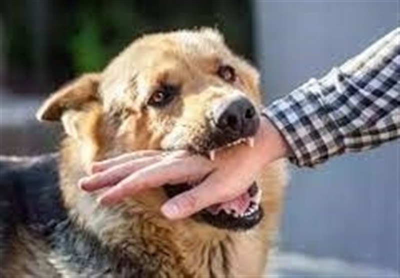 گزارش 16 هزار حیوانگزیدگی در مشهد