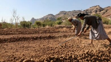 یمنیها با توسعه بخش کشاورزی تحریمهای غذایی را به چالش میکشند