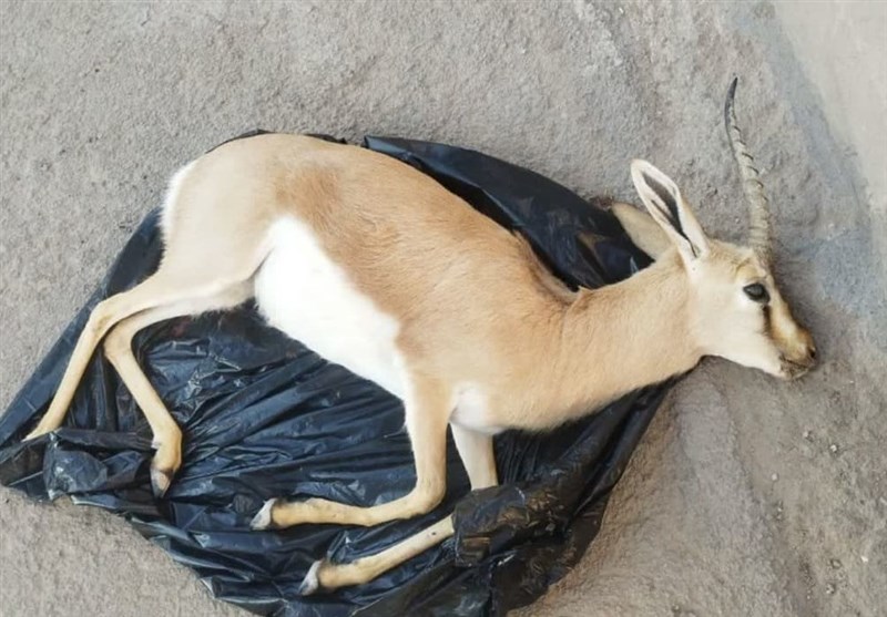 یک راس جبیر از گونههای حمایت شده در تصادف با خودرو تلف شد