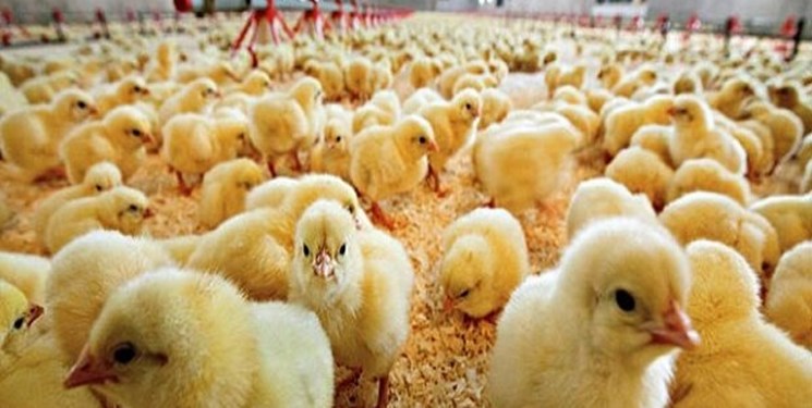 ۱۴ هزار جوجه یکروزه به مقصد نرسید