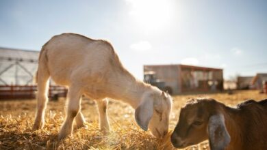 ابلاغ شیوهنامه تمدید و ابطال مجوزهای تاسیس در صنعت دام و طیور