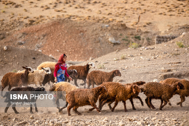 اثر مثبت طرح تولید قراردادی گوشت دام عشایر بر بازار/ قیمت گوشت کاهشی میشود