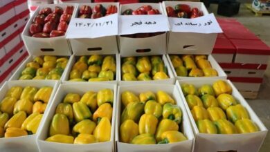 استان مرکزی سالانه بیش از 2 هزار تن فلفل دلمهای صادر میکند