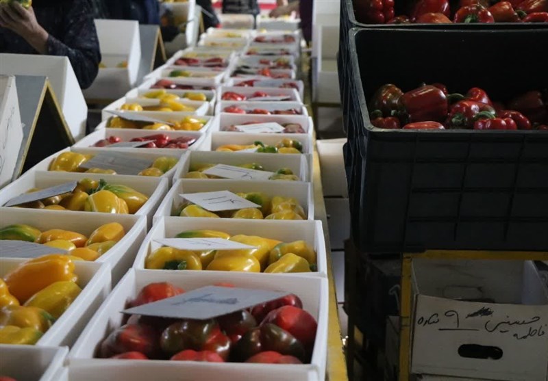 استان مرکزی سالانه بیش از 2 هزار تن فلفل دلمهای صادر میکند