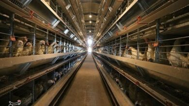 استان کرمان تا سال 1405 در تولید مرغ گوشتی خودکفا میشود