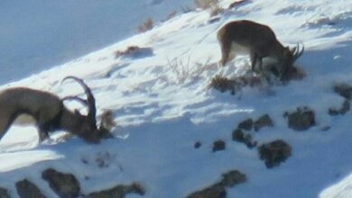 اطلاعیه سازمان محیط زیست خراسانشمالی در خصوص احتمال حضور گونههای حیات وحش در مناطق مسکونی
