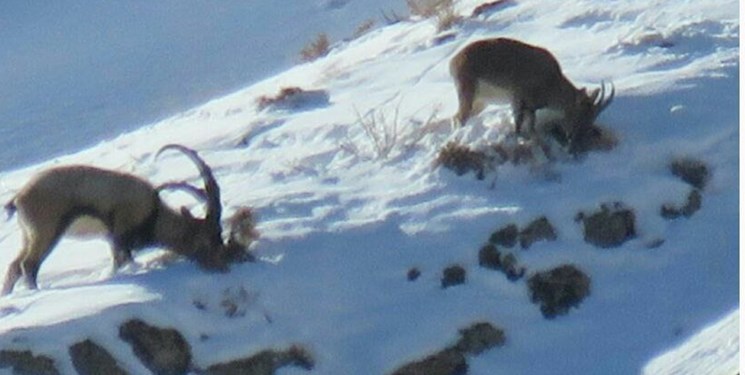 اطلاعیه سازمان محیط زیست خراسانشمالی در خصوص احتمال حضور گونههای حیات وحش در مناطق مسکونی