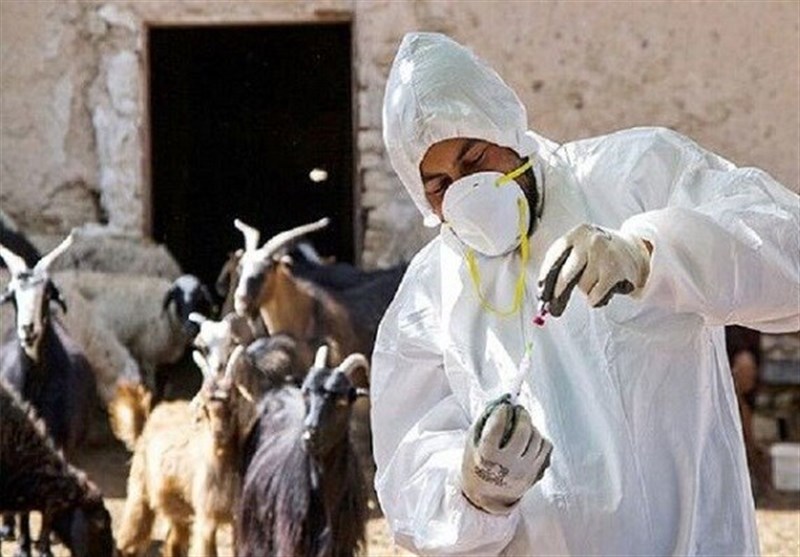 امسال 96 درصد از دامهای استان ایلام واکسینه شدند