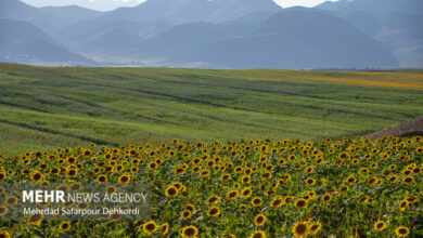 انتخاب ۱۵۰ مزرعه نوآور در راستای دانشبنیان کردن بخش کشاورزی
