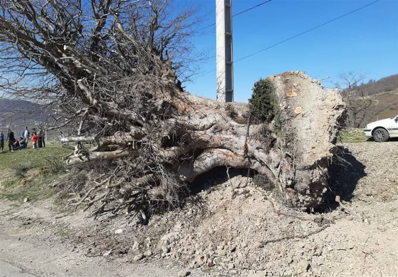 انتقال درخت "اِزدار " متوقف شد