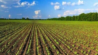 ایران در تولید ۲۲ محصول کشاورزی جزء ۷ کشور برتر دنیا است